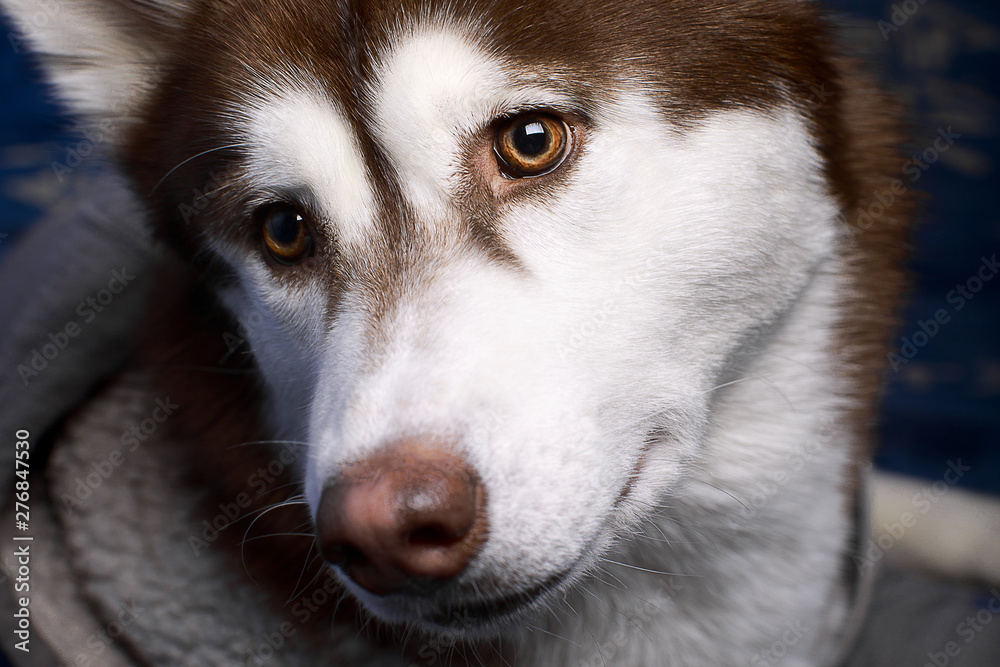 Close-up portrait of a beautiful Siberian husky dog dressed in a gray hoodie Close-up portrait of a beautiful Siberian husky dog dressed in a gray hoodie