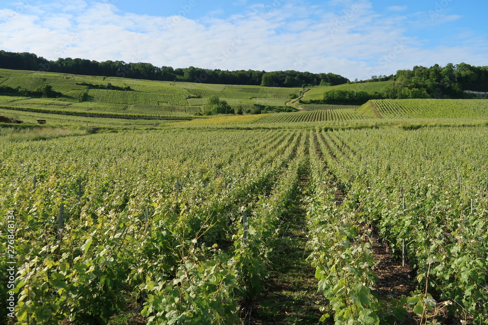 Paysage de coteau de vigne en été en Champagne (France)