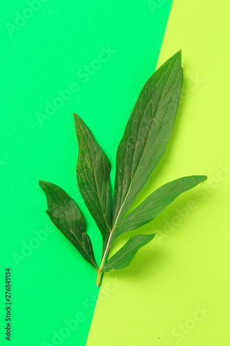 Green leaf on color background