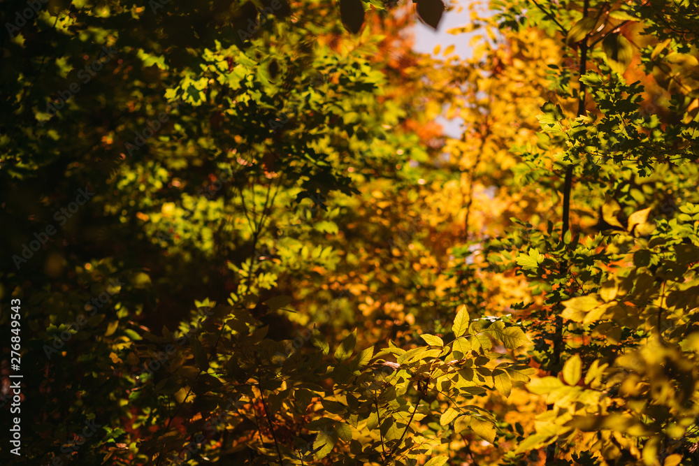 Autumn foliage. Trees with green and yellow leaves. Fall floral, nature background.