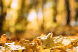 Fall landscape. Closeup of maple leaves fallen on ground over blurred nature park background.