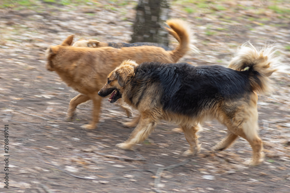 Old mixed-breed dog with scars on the snout running with other two dogs on earth road