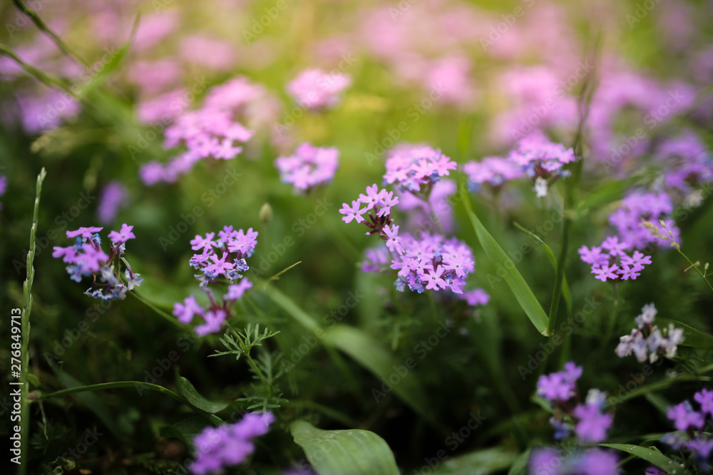 small purple flowers and greens at sunset small purple flowers and greens at sunset