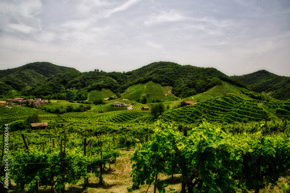 Obraz premium Panorama of the vineyards of Prosecco vineyards