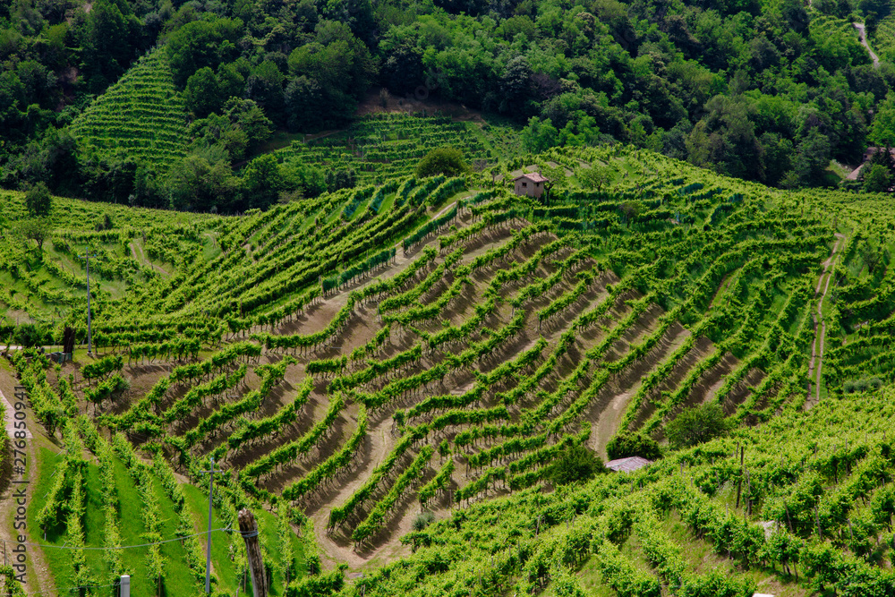 Green hills and valleys with vineyards of Prosecco wine region Green hills and valleys with vineyards of Prosecco wine region