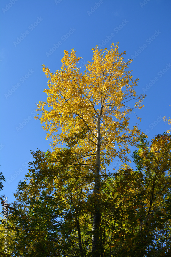 Poplar tree with yellow foliage on the background of blue sky. Sunny autumn day in park.