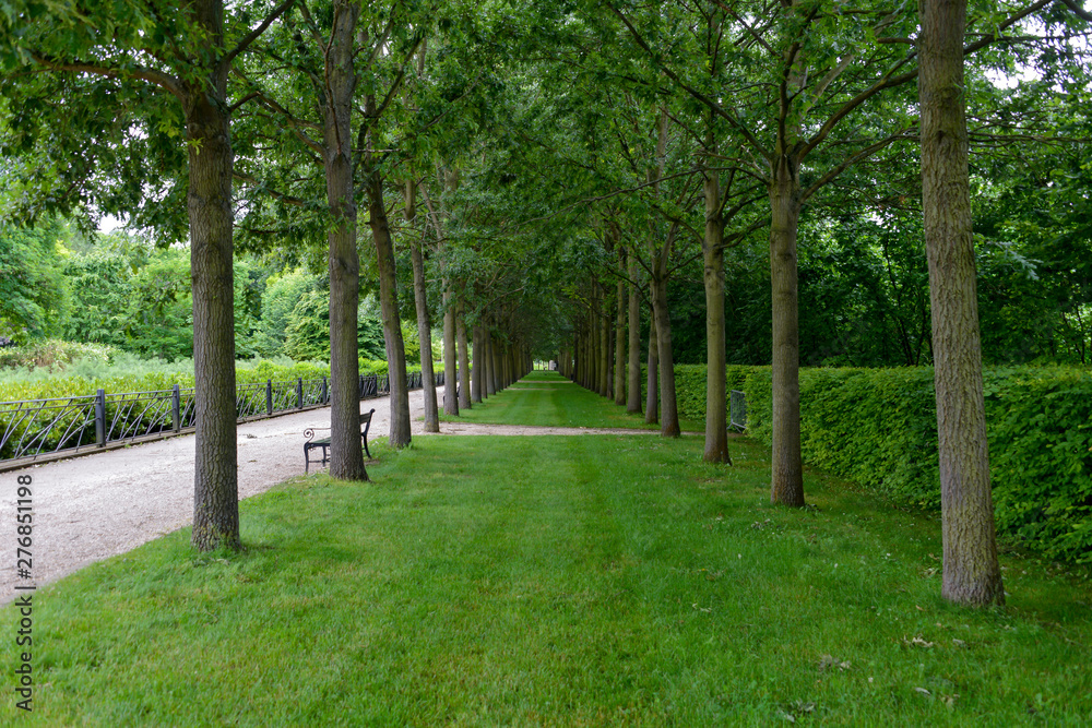chêne chevelu, Quercus cerris, Parc Corbière, 78230, Le Pecq, Yvelines