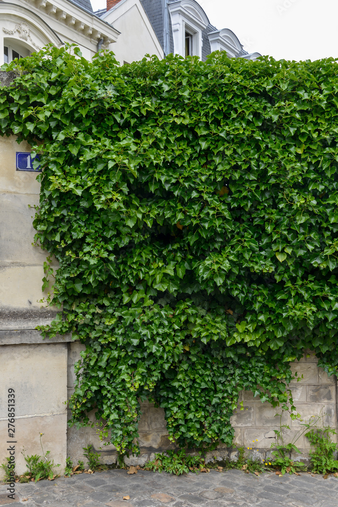 Naklejka premium Lierre grimpant, Hedera helix, haie,