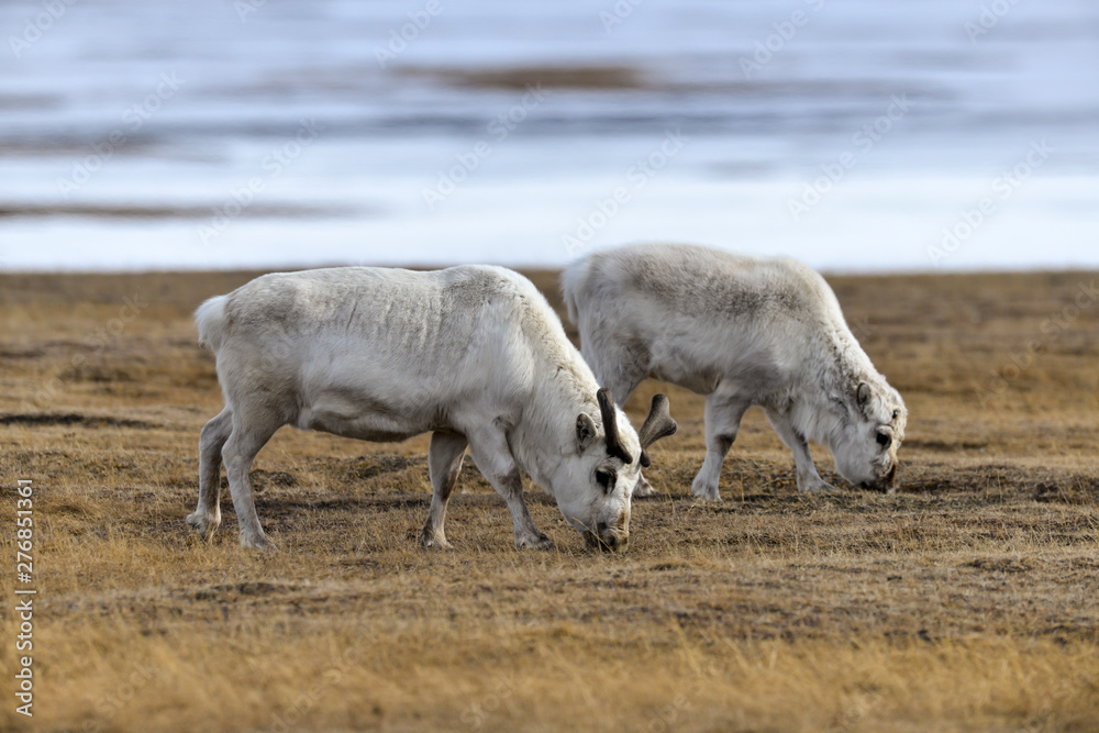 Renne du Spitzberg, Renne de Svalbard, Rangifer tarandus platyrhynchus, Spitzberg, Svalbard, Norvège Renne du Spitzberg, Renne de Svalbard, Rangifer tarandus platyrhynchus, Spitzberg, Svalbard, Norvège