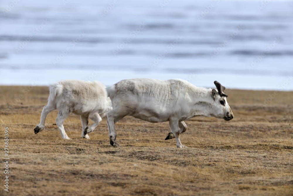 Renne du Spitzberg, Renne de Svalbard, Rangifer tarandus platyrhynchus, Spitzberg, Svalbard, Norvège Renne du Spitzberg, Renne de Svalbard, Rangifer tarandus platyrhynchus, Spitzberg, Svalbard, Norvège