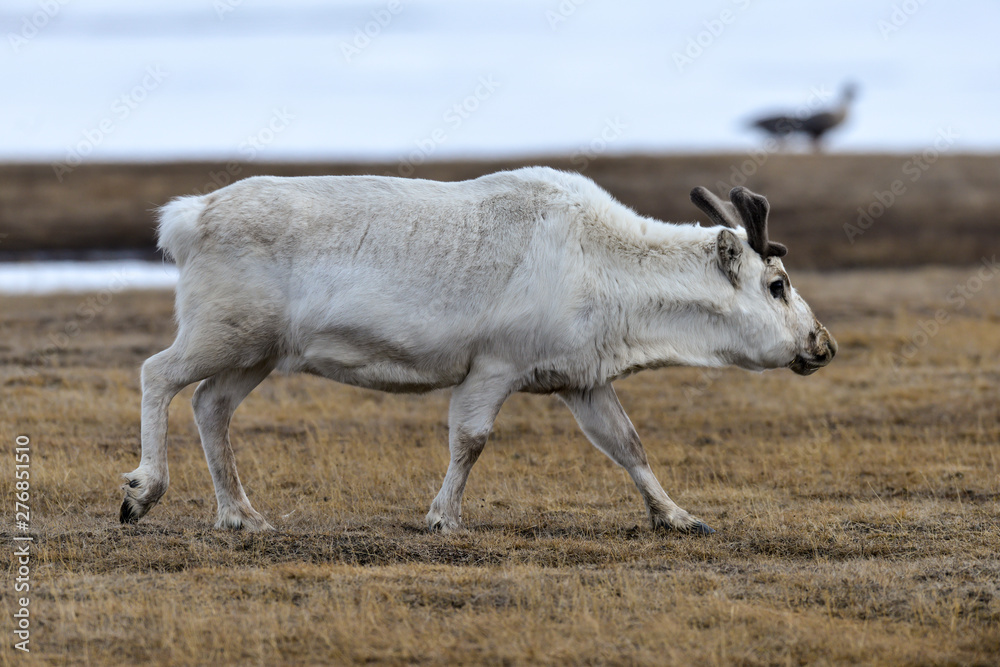 Renne du Spitzberg, Renne de Svalbard, Rangifer tarandus platyrhynchus, Spitzberg, Svalbard, Norvège Renne du Spitzberg, Renne de Svalbard, Rangifer tarandus platyrhynchus, Spitzberg, Svalbard, Norvège