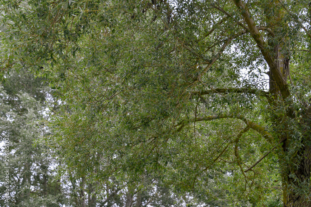 Saule vivier, salix alba chermesina Saule vivier, salix alba chermesina
