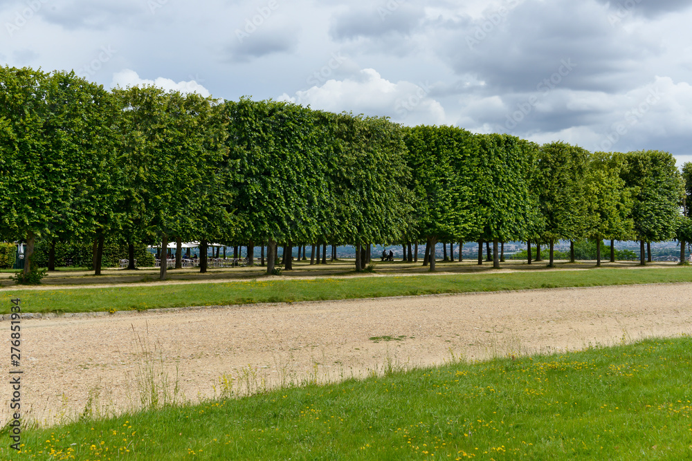 Tilleul à grandes feuilles, Tilia platyphyllos, Château de Saint Germain en Laye, 78, Yvelines