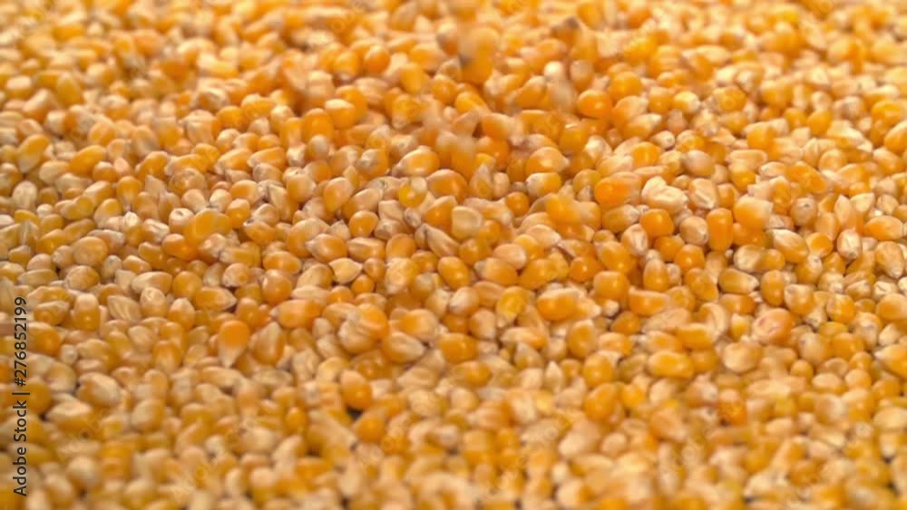 Corn Falling Pouring on background Slow Motion video Corn Falling Pouring on background Slow Motion video