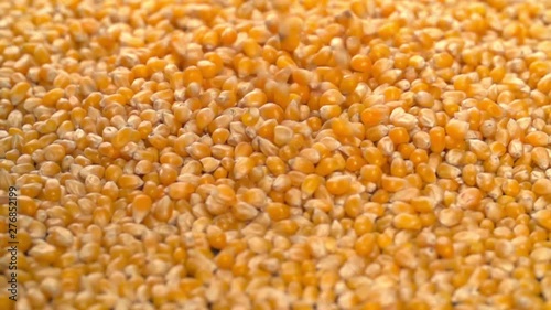 Corn Falling Pouring on background Slow Motion video