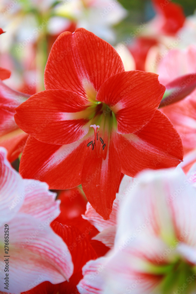 Fototapeta premium Colorful white mixed red Amaryllis flower are blooming in the outdoor garden for valentine's day, So beautiful.