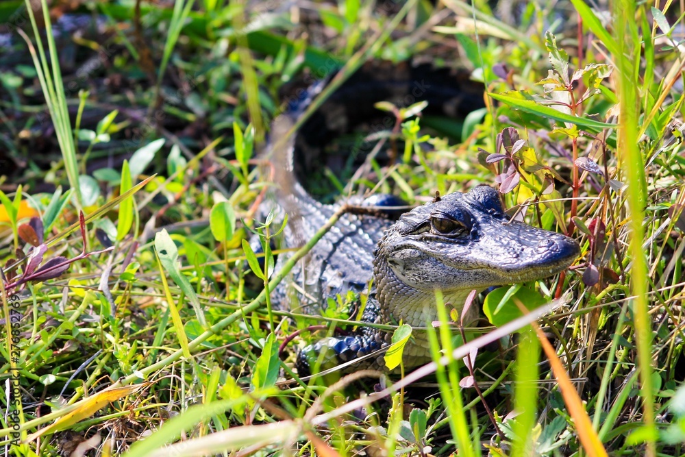 little alligator in sun little alligator in sun