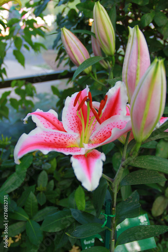 Fototapeta Naklejka Na Ścianę i Meble -  Pink mix red Lilly flower are blooming and bud in the outdoor garden so very beautiful, for someone special at valentine's day. It's mean 