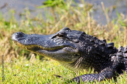 Alligator chilling in the sun