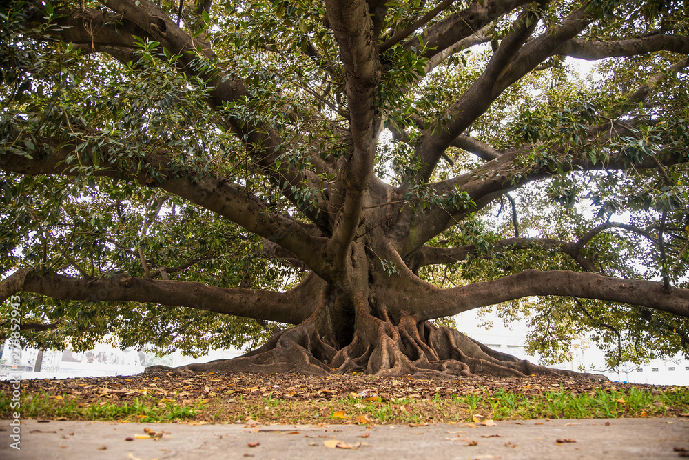 Ficus Gomero in park at Plaza Lavalle , Buenos Aires, Argentina. Ficus Gomero in park at Plaza Lavalle , Buenos Aires, Argentina.