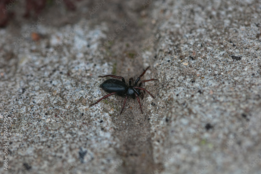 black spider walking on the stone road black spider walking on the stone road