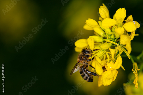 bee is sitting on a yellow flower