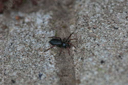black spider walking on the stone road