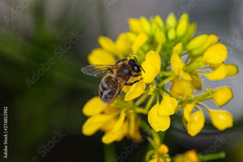 bee is sitting on a yellow flower photo