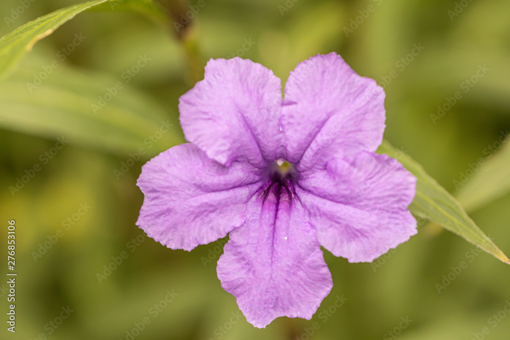 Beautiful pink and purple Mexican petunia flower in a garden.(Ruellia simplex) Also known Mexican bluebell or Britton's wild petunia. Beautiful pink and purple Mexican petunia flower in a garden.(Ruellia simplex) Also known Mexican bluebell or Britton's wild petunia.