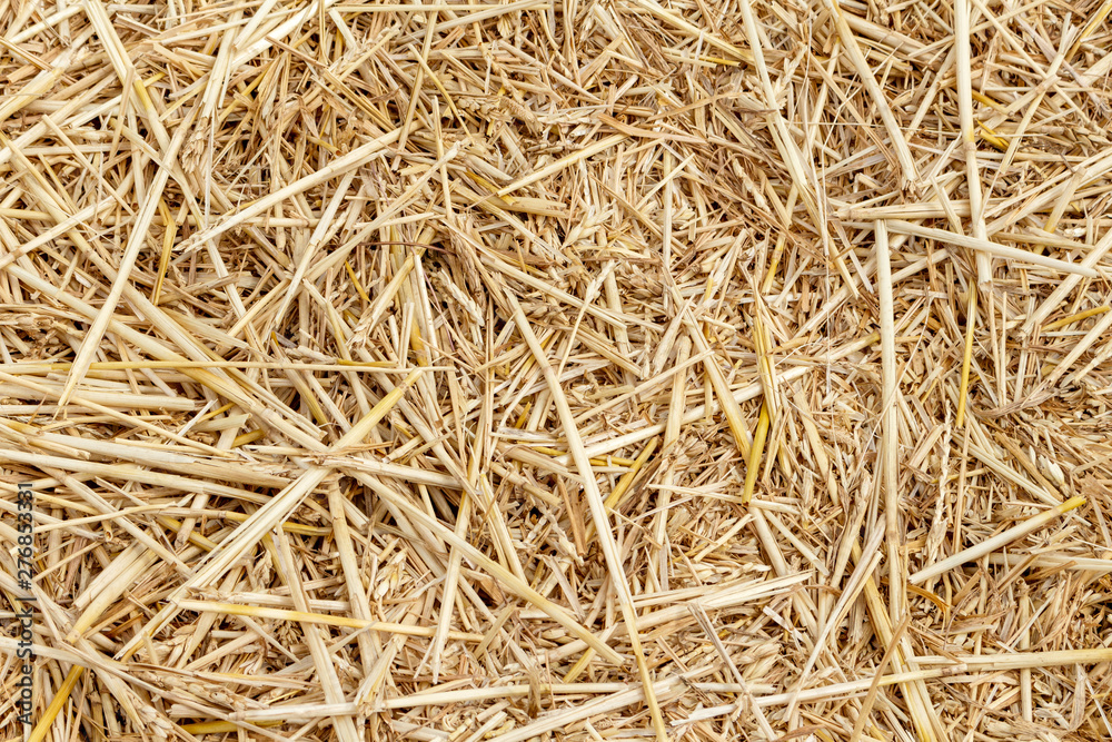 Straw thatch of grains, wheat, corn, cereals on the field after harvesting closeup agriculture farming rural economy agronomy Straw thatch of grains, wheat, corn, cereals on the field after harvesting closeup agriculture farming rural economy agronomy