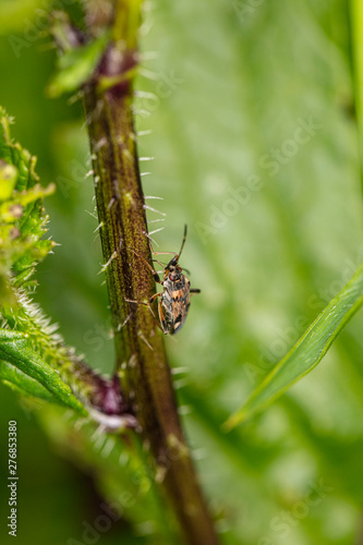 a small insect climbs a green stem
