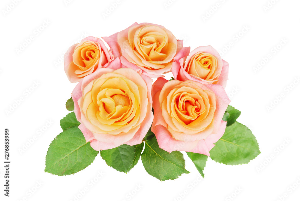 Yellow-pink rose flowers