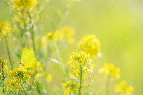 Fototapeta Naklejka Na Ścianę i Meble -  Bright yellow wild flowers