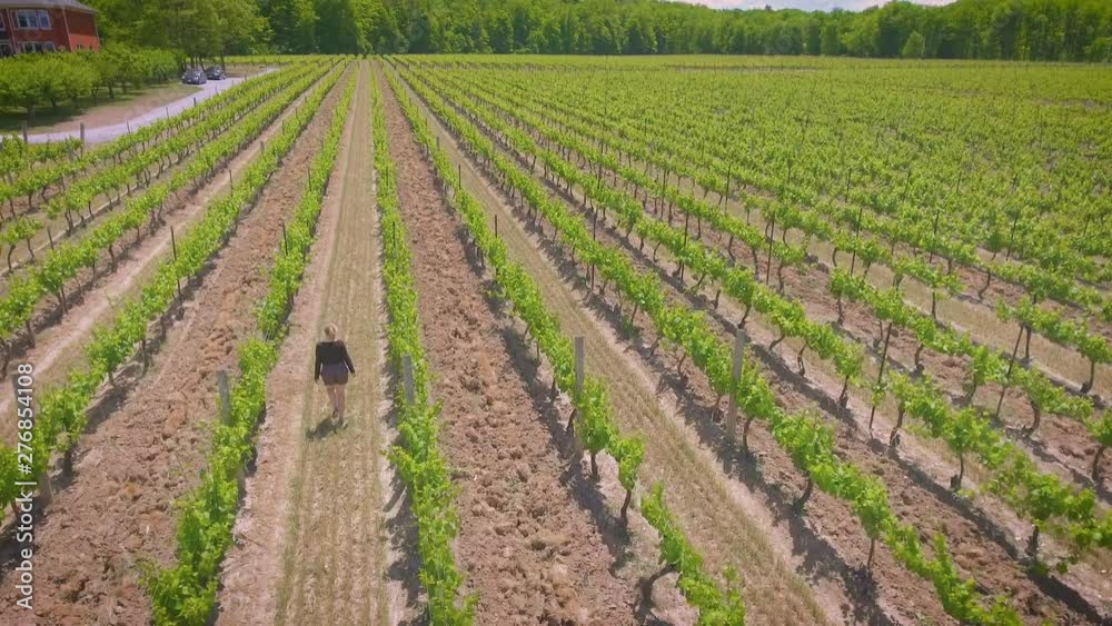 Woman walking through the rows of vineyard grapes on a summer day Woman walking through the rows of vineyard grapes on a summer day