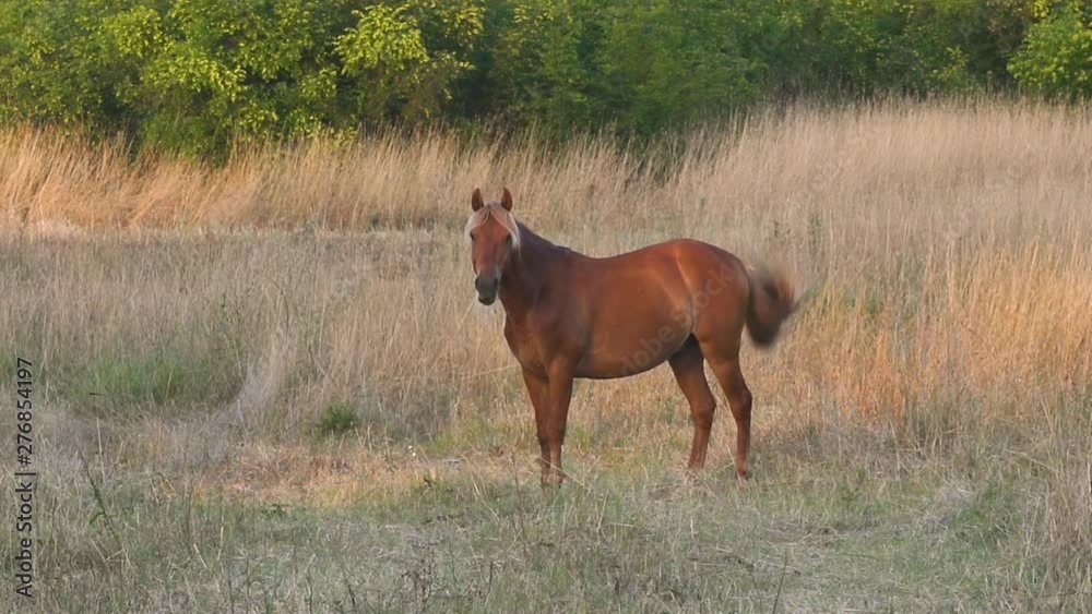 Beautiful, noble brown horse, calmly eats grass and stares at the viewer, lit by the setting sun. Beautiful, noble brown horse, calmly eats grass and stares at the viewer, lit by the setting sun.