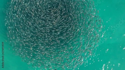 A large group of schooling fish swimming in the same direction creating a circle pattern photo