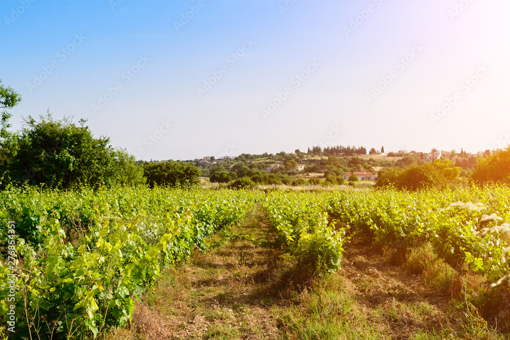 Obraz premium Ripe bunches of red wine grapes hang from an old vine in warm evening light.