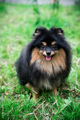 German Spitz in the grass © Наталья Новикова