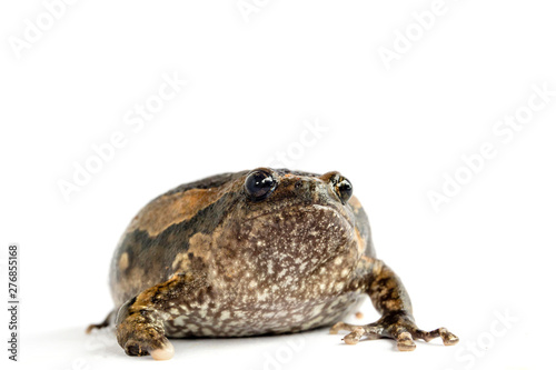Bullfrog (Kaloula pulchra) isolated on white background.
