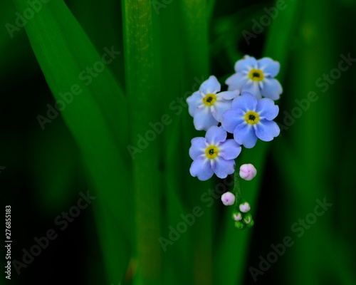 Soft focus forget-me-not photo