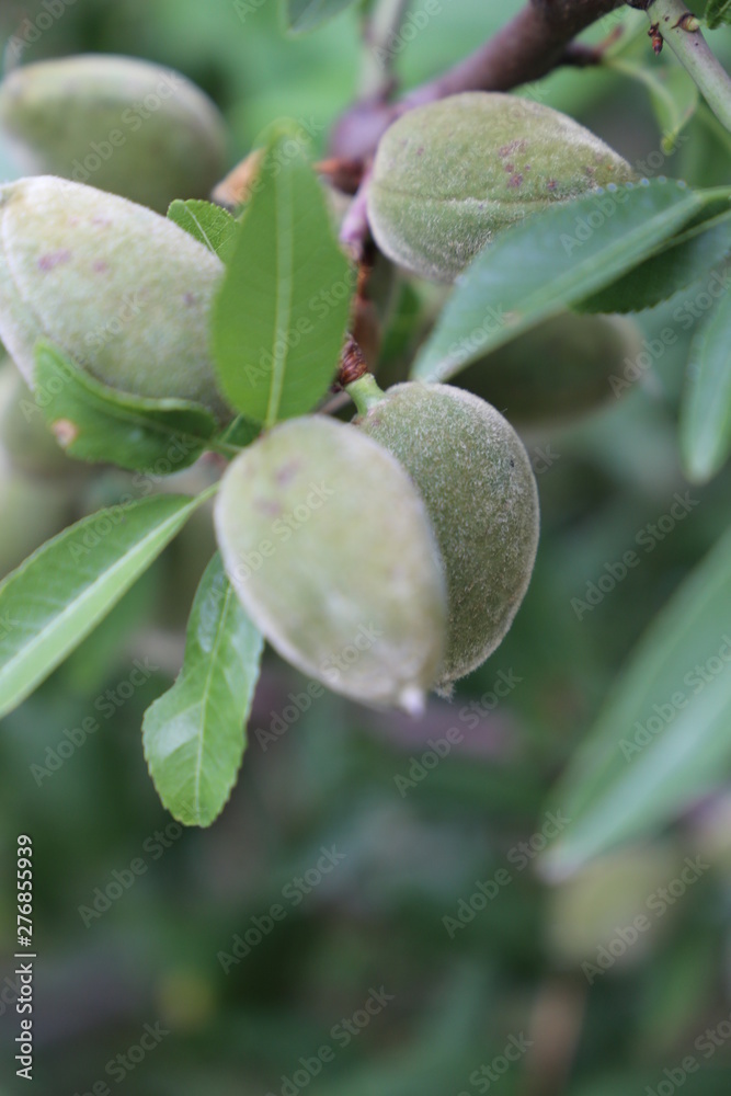 Almendras verdes Almendras verdes