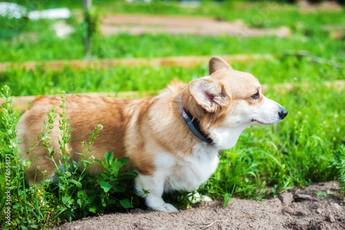 Happy dog corgi on the grass in summer day