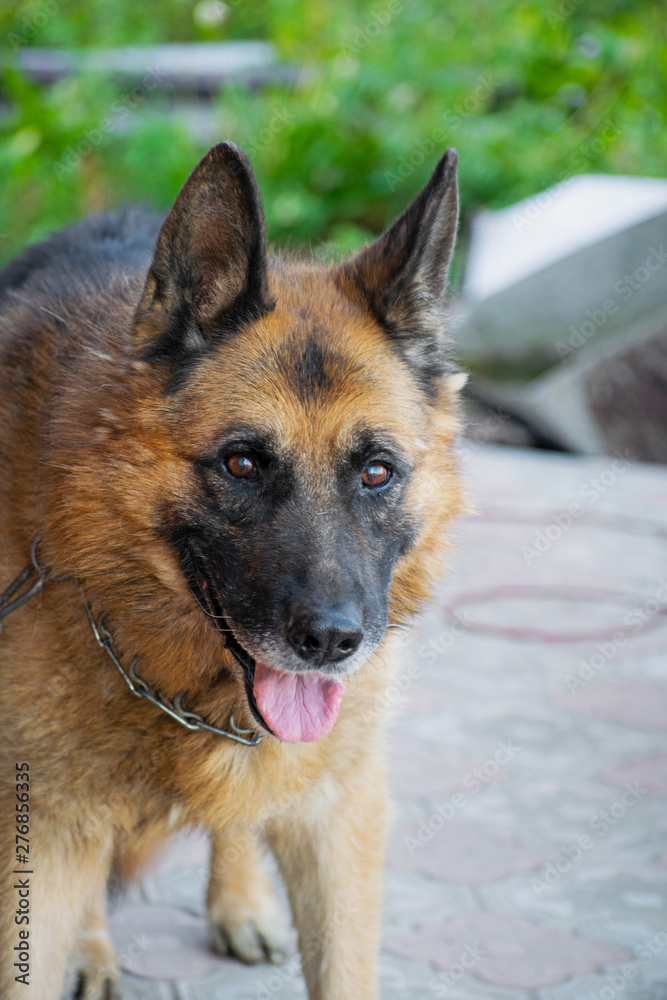 Adult dog breed German shepherd on nature. The dog who is looking for people.