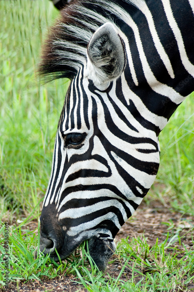 Naklejka premium Zebra wypasana w Afryce