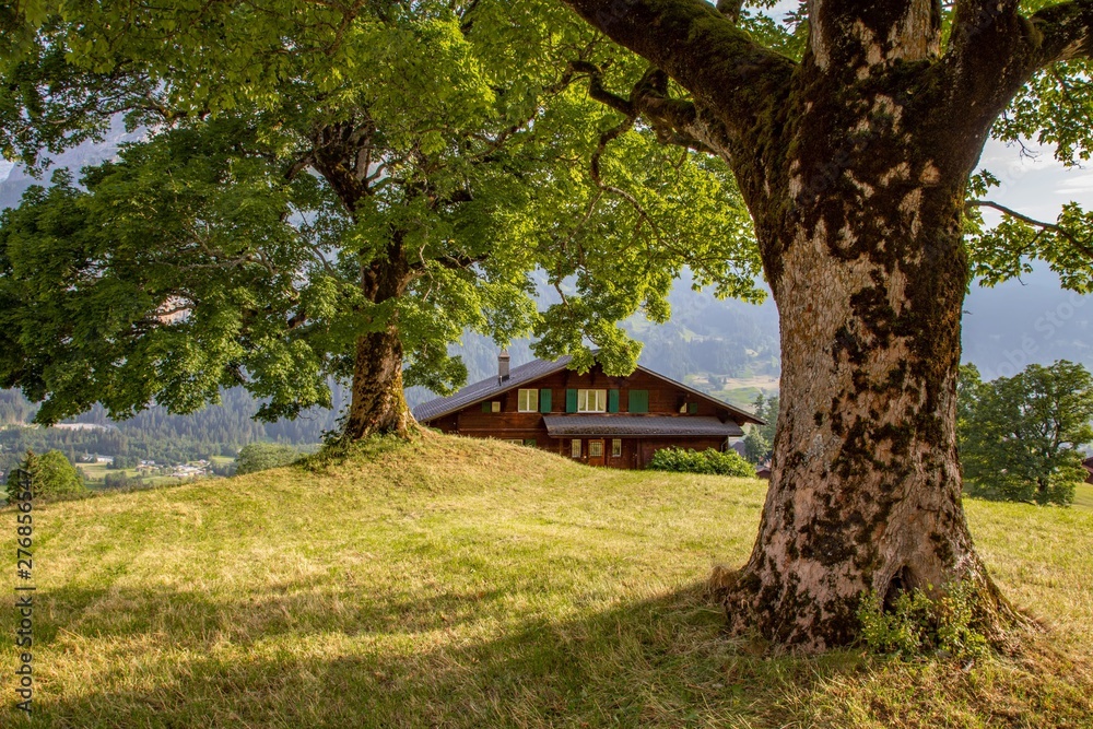 Swiss beauty, trees and chalet on meadows above Grindelwald,Bernese Oberland,Switzerland,Europe Swiss beauty, trees and chalet on meadows above Grindelwald,Bernese Oberland,Switzerland,Europe