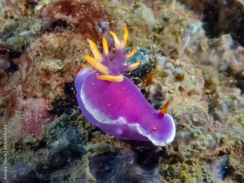 Close up of a Hypselodoris variobranchia nudibranch Close up of a Hypselodoris variobranchia nudibranch