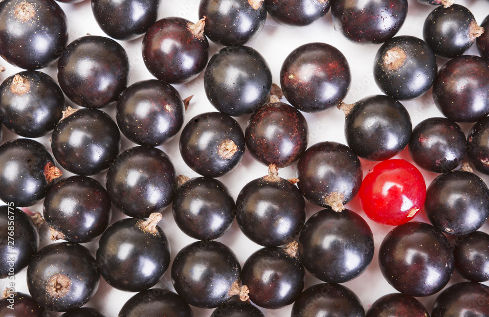 Heap of black currant and one red currant berry. Textured background. Concept of the sole and the unique among the multitude of other similar Heap of black currant and one red currant berry. Textured background. Concept of the sole and the unique among the multitude of other similar