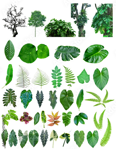 various kinds of tropical leaves and trees isolated on white background