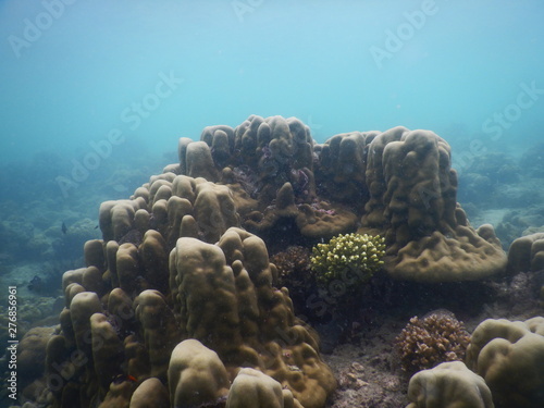 Fototapeta Naklejka Na Ścianę i Meble -  Colorful Trevally on a tropical coral reef  at phuket thailand