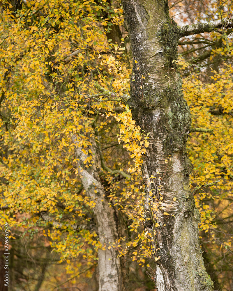 Beautiful colorful vibrant forest woodland Autumn Fall landscape in Peak District in England